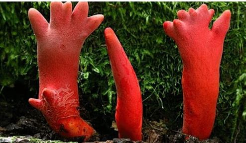 You will fall ill as soon as you touch Australia's red mushroom