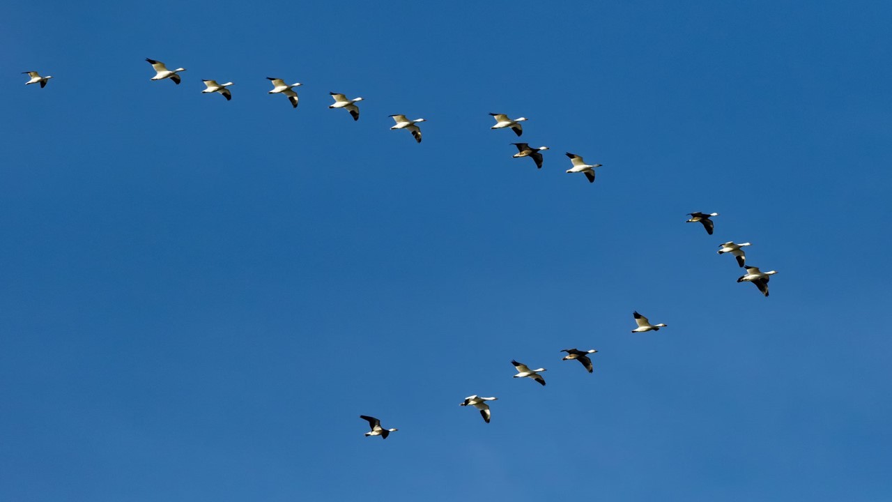 Bird