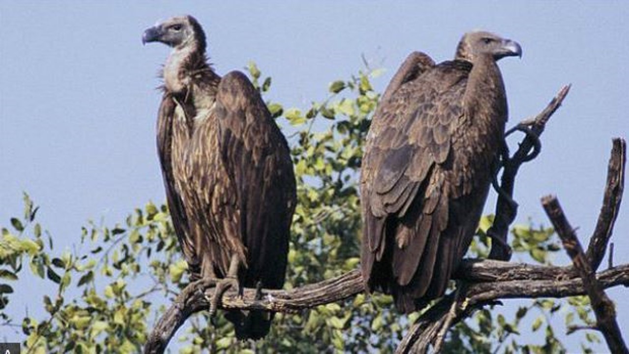 Vulture Politics