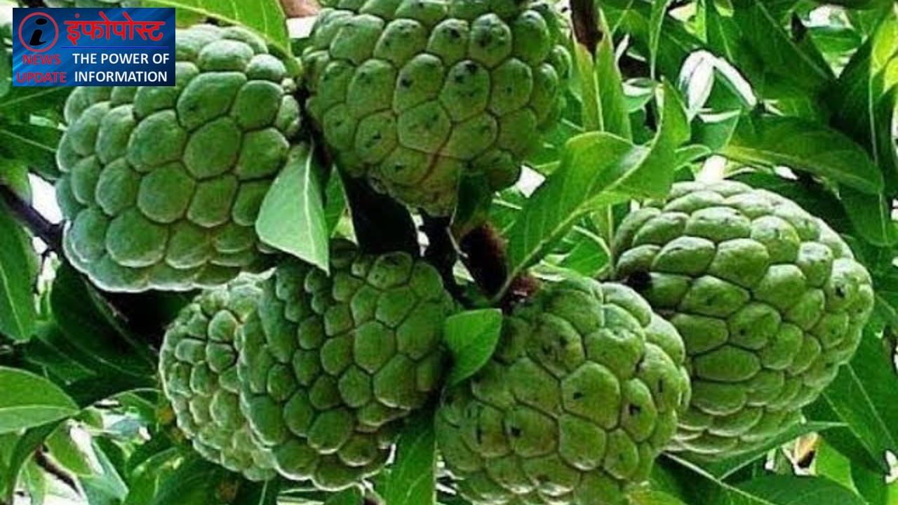Horticulture plans in Moradabad