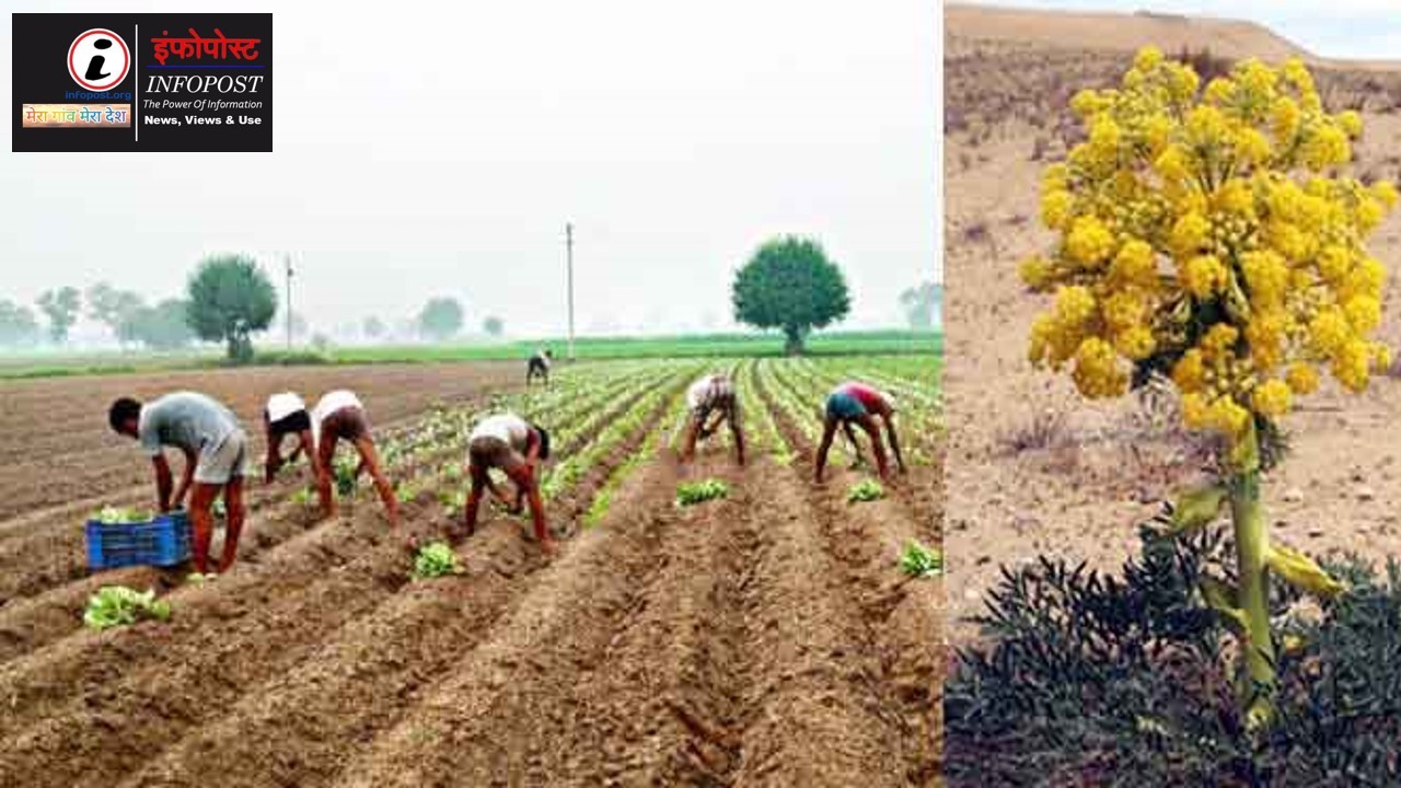 Asafoetida cultivation