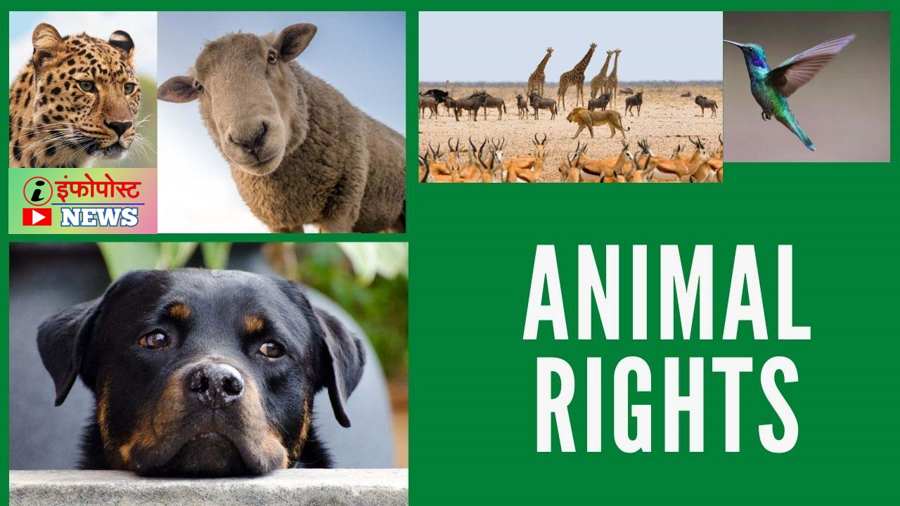 House of Stray Animals India