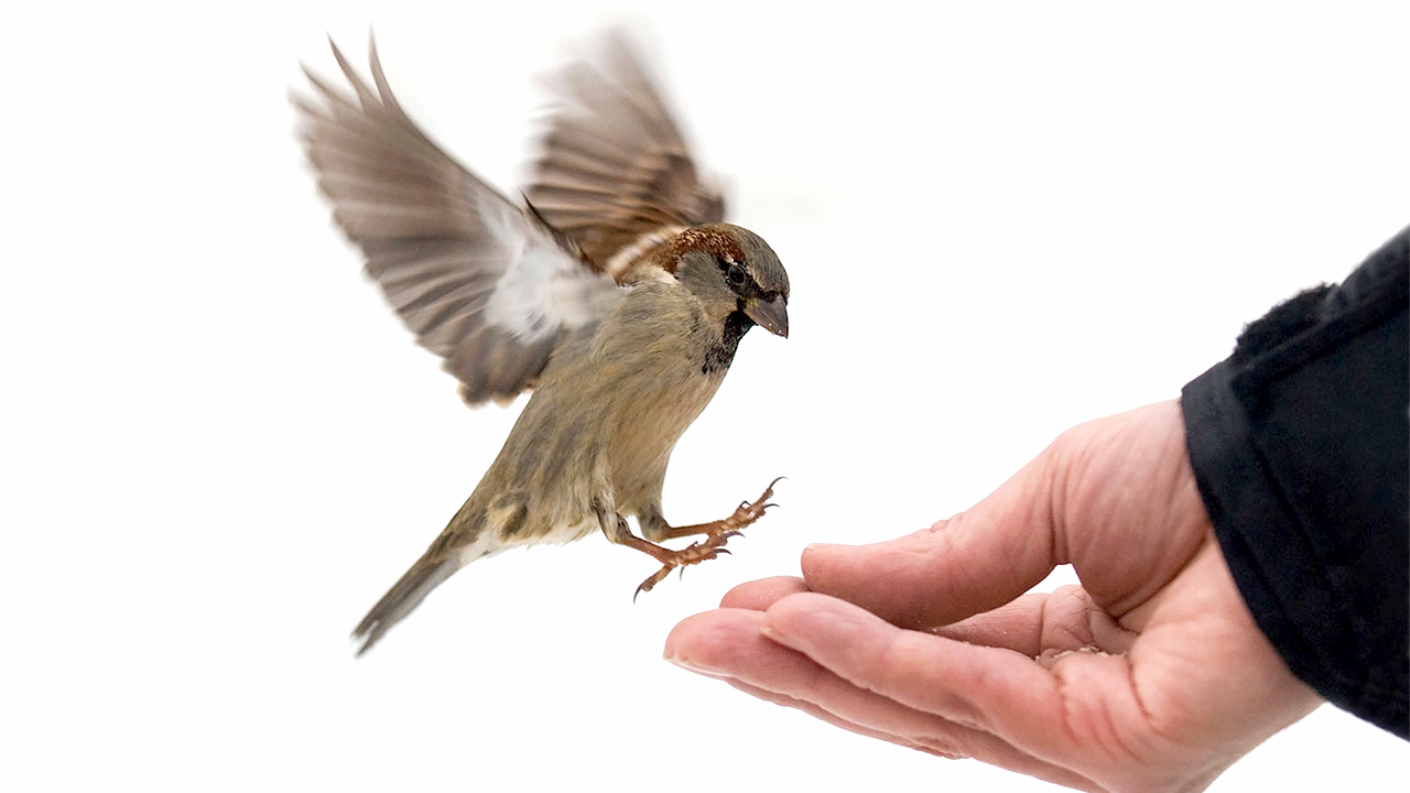 save sparrow: 