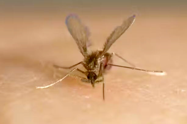 chandipura virus