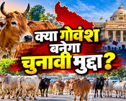 Stray Cattle